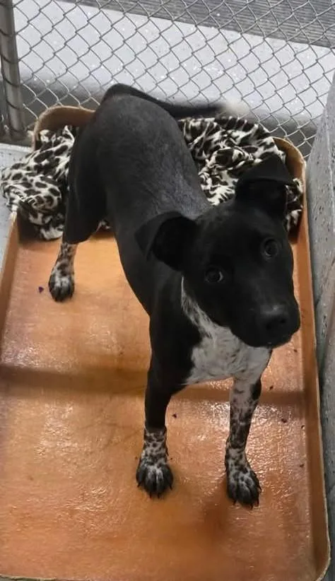 Kali Aka Kahlua