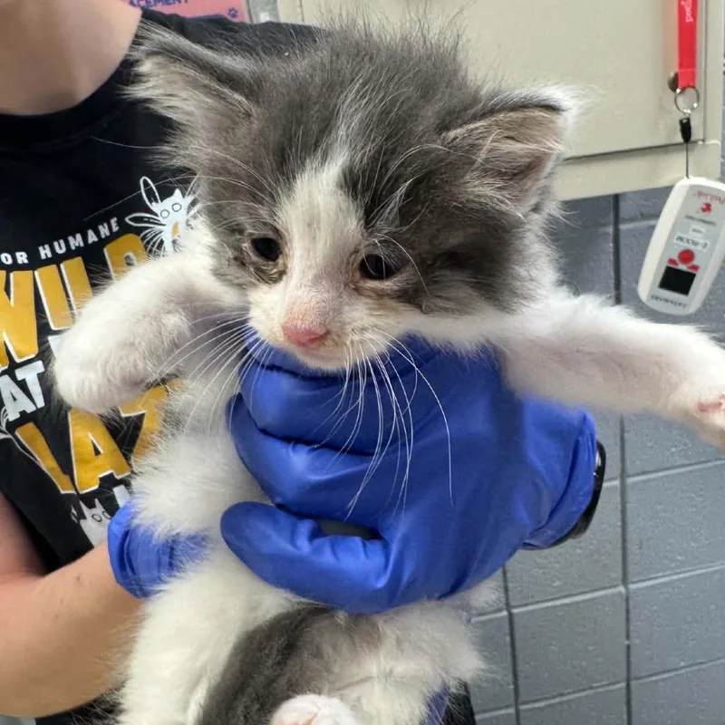 A baby small-sized male Gray / Blue / Silver Domestic Long Hair cat named Popeye for adoption in West Olive, MI