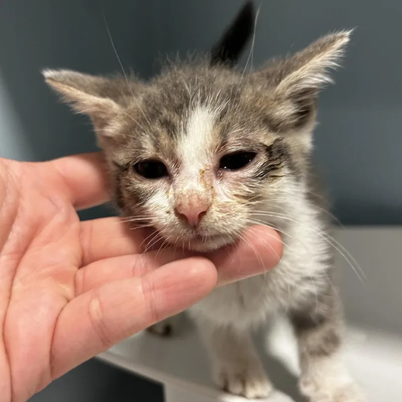 A baby small-sized female Gray / Blue / Silver Domestic Short Hair cat named Pool Noodle for adoption in Chattanooga, TN