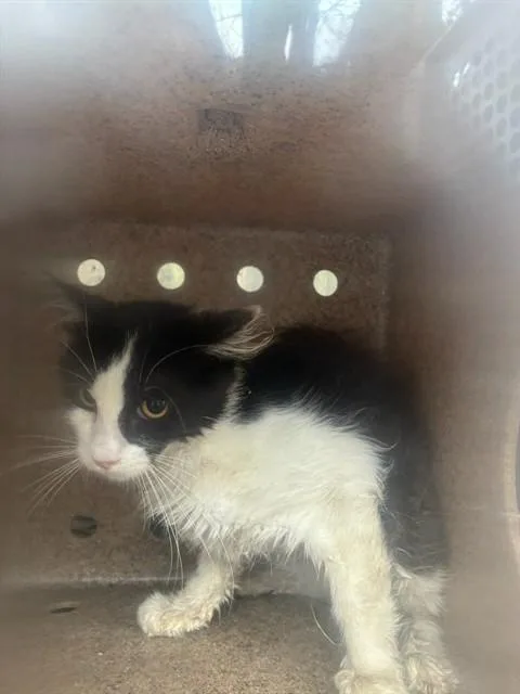 A baby small-sized female Domestic Short Hair cat named Th for adoption in Rancho Cucamonga, CA