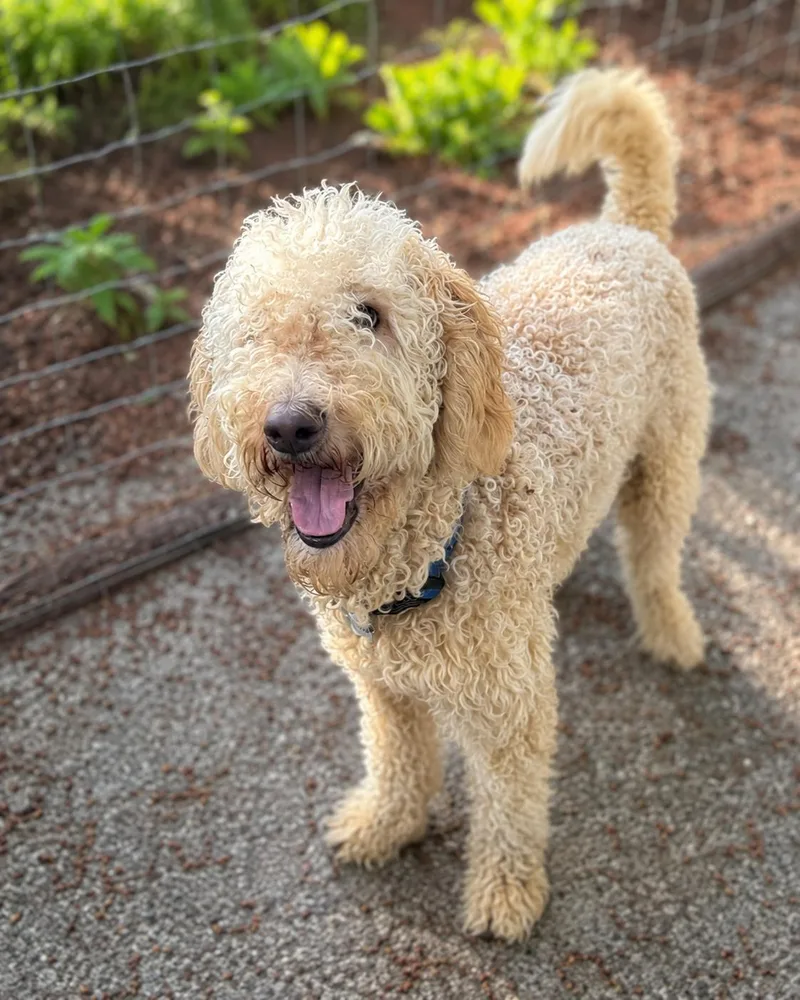 An adult medium-sized male Apricot / Beige Labradoodle dog named Marvin for adoption in Puyallup, WA