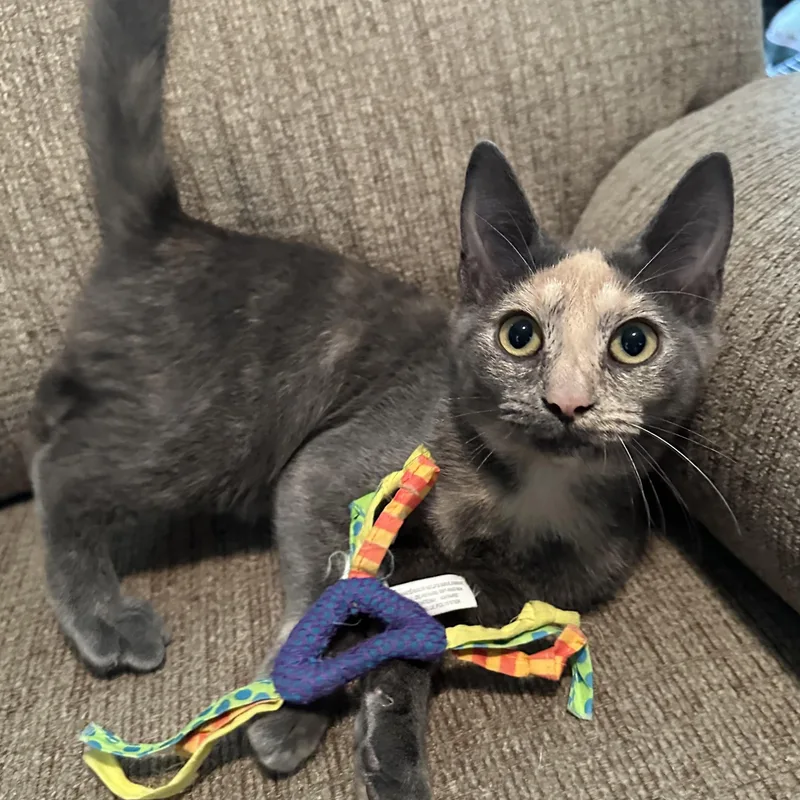 A baby medium-sized female Tortoiseshell Domestic Short Hair cat named Dory for adoption in Colonia, NJ