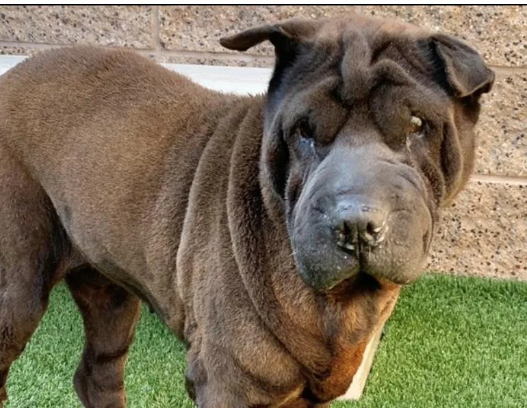 An adult medium-sized female Brown / Chocolate Shar-Pei dog named Please Save me  for adoption in San Marcos, CA
