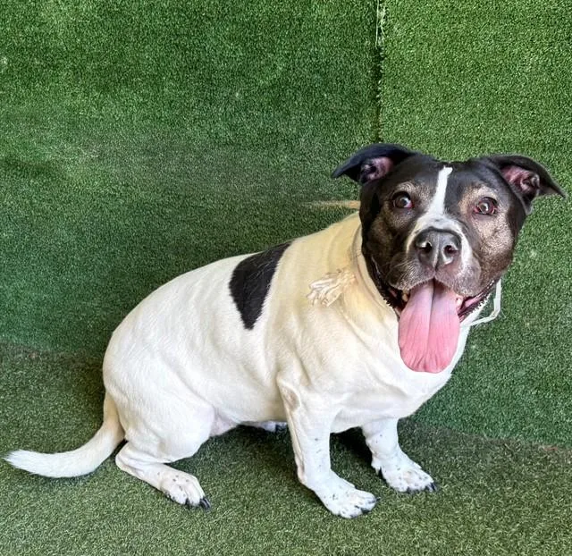 An adult large-sized female Australian Cattle Dog / Blue Heeler dog named Delta for adoption in Lancaster, CA