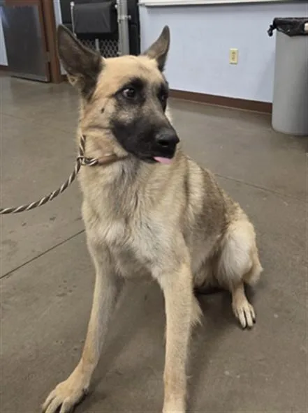 A young large-sized male German Shepherd Dog dog named August for adoption in Phoenix, AZ