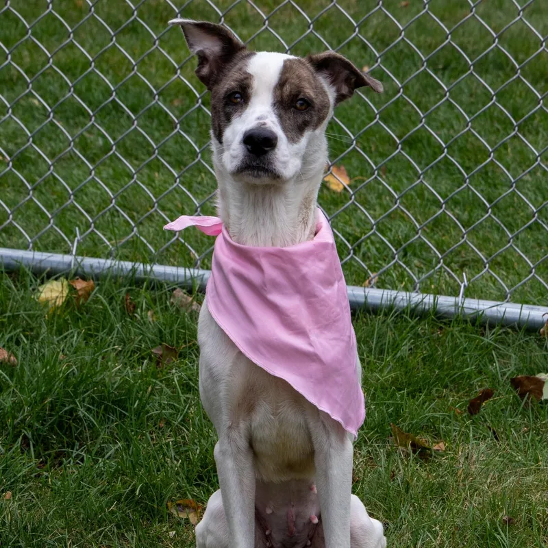 A young medium-sized female White / Cream Mixed Breed dog named Callie for adoption in Mount Pleasant, MI