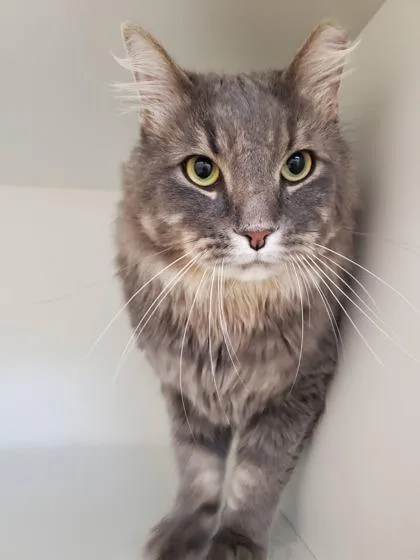 An adult large-sized male Domestic Medium Hair cat named Cinderblock for adoption in Fairfax, VA