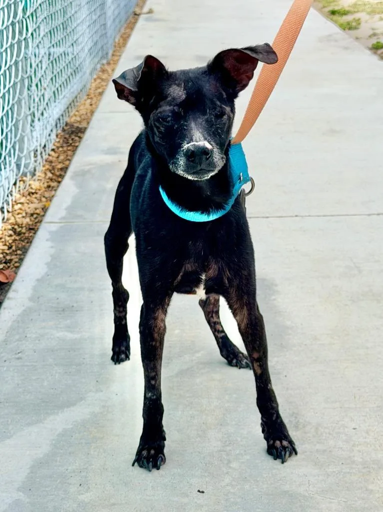 A senior small-sized male Mixed Breed dog named Sidekick for adoption in Cape Coral, FL