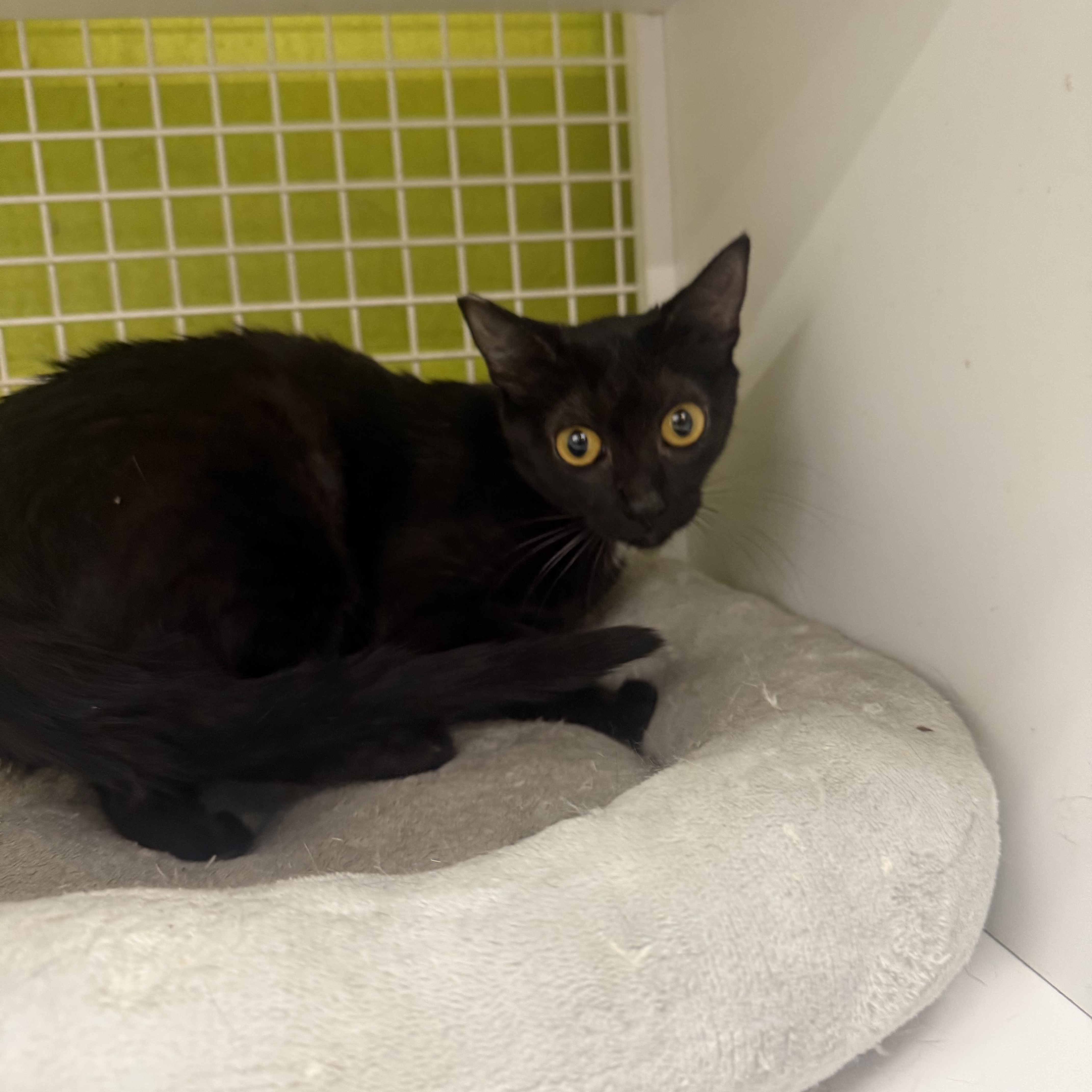 A baby medium-sized female Black Burmese cat named Mischief for adoption in Las Vegas, NV