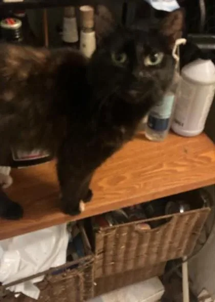 An adult small-sized female Domestic Medium Hair cat named Paulina for adoption in Atlanta, GA