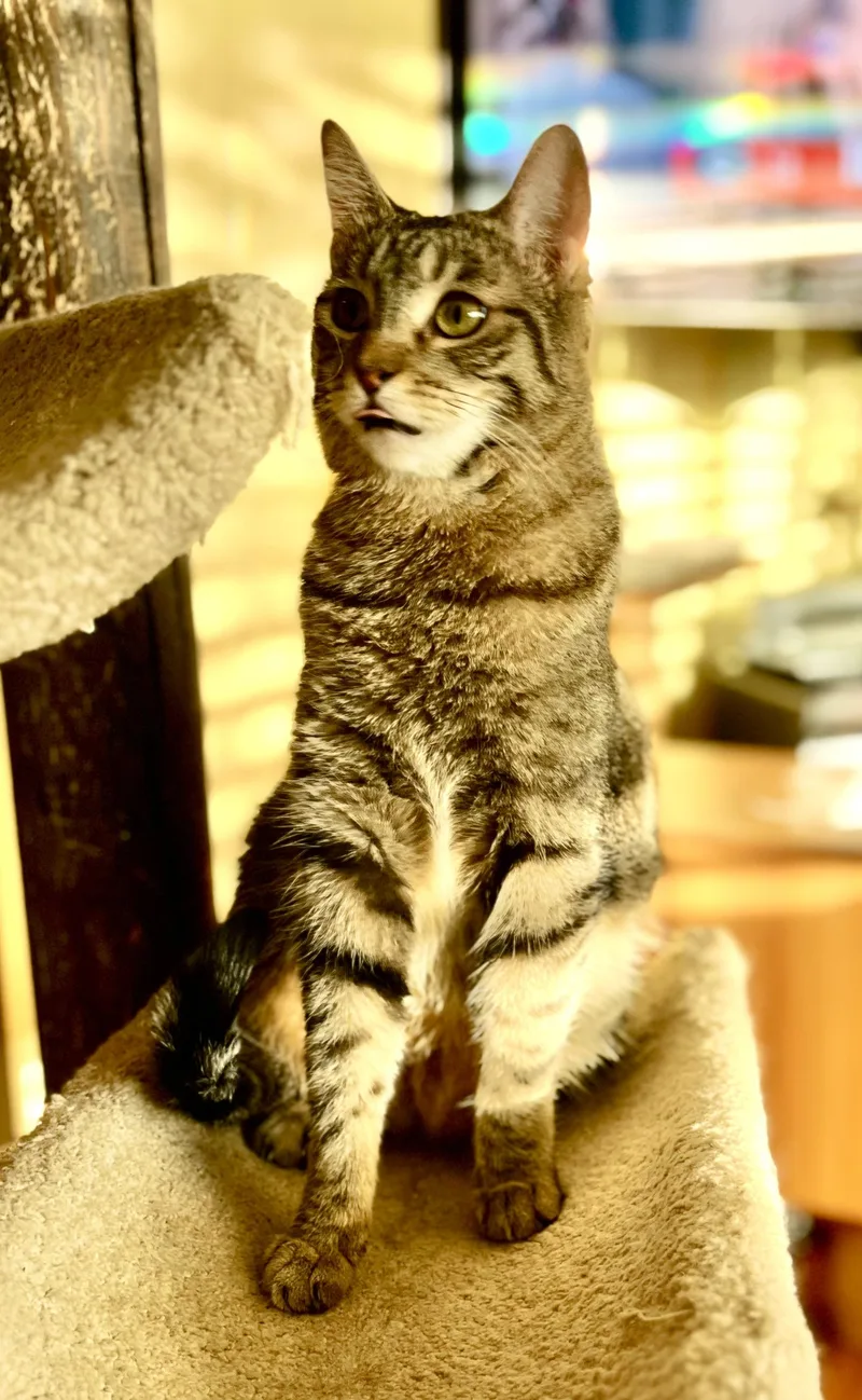 Travertine thumbnail 2