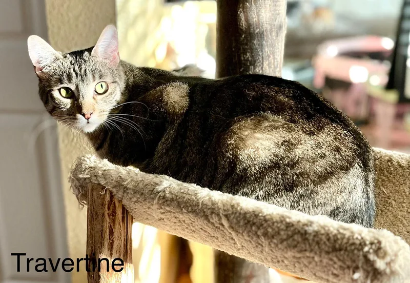 Travertine thumbnail 3