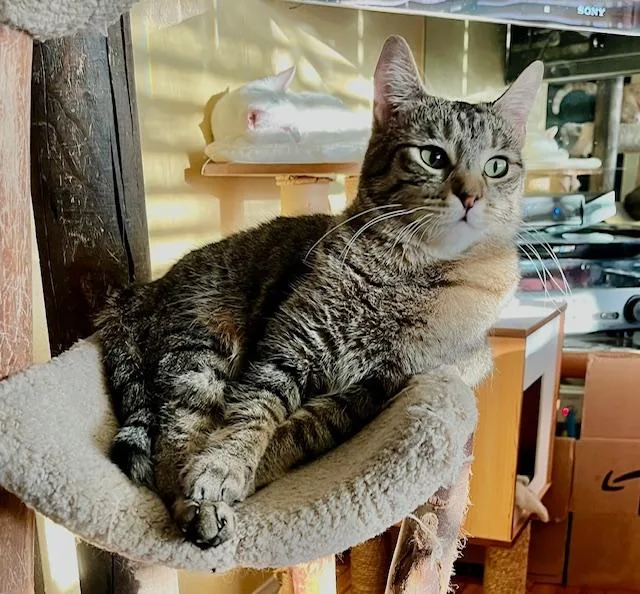 Travertine thumbnail 5