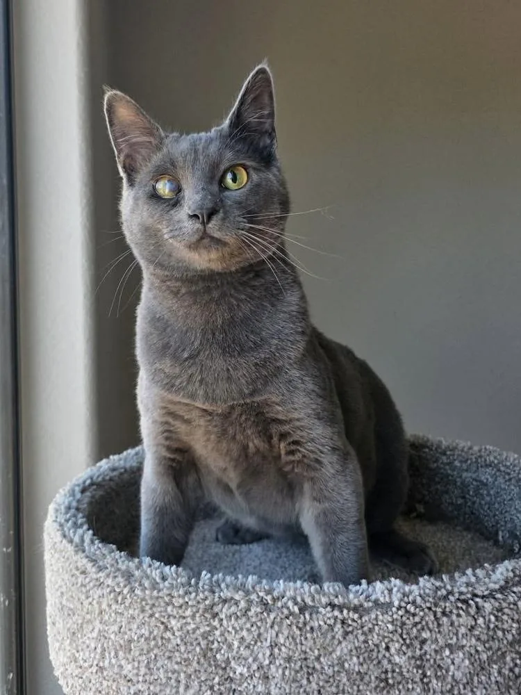 A baby medium-sized male Blue Point Domestic Short Hair cat named Dustbunny for adoption in tucson, AZ