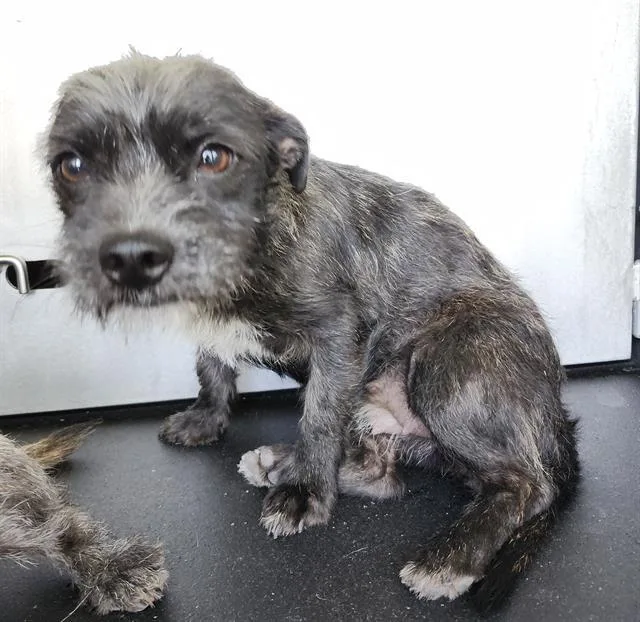A young small-sized female Terrier dog named Dorothy for adoption in San Antonio, TX