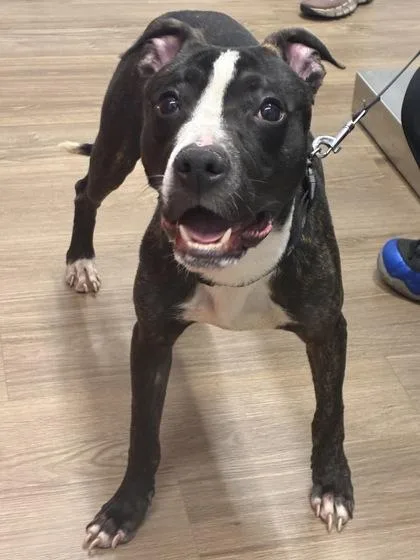 An adult medium-sized male Mixed Breed dog named Chuno for adoption in West Chester, PA