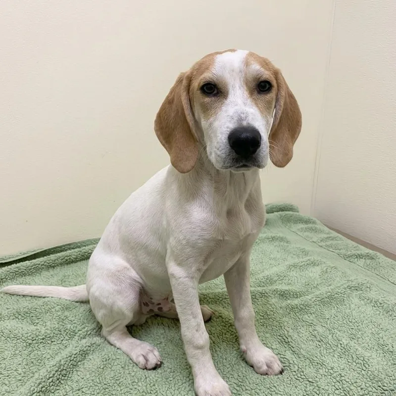 A young medium-sized female White / Cream Coonhound dog named Ophelia for adoption in Jefferson city, TN