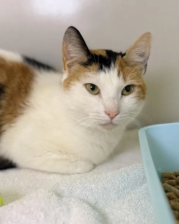 An adult medium-sized female Domestic Short Hair cat named Cortana for adoption in Canton, GA