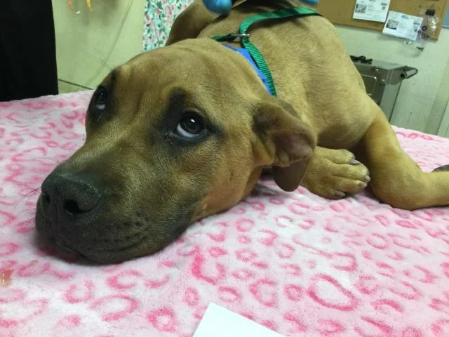 A young small-sized male Pit Bull Terrier dog named Davy for adoption in Riverside, CA