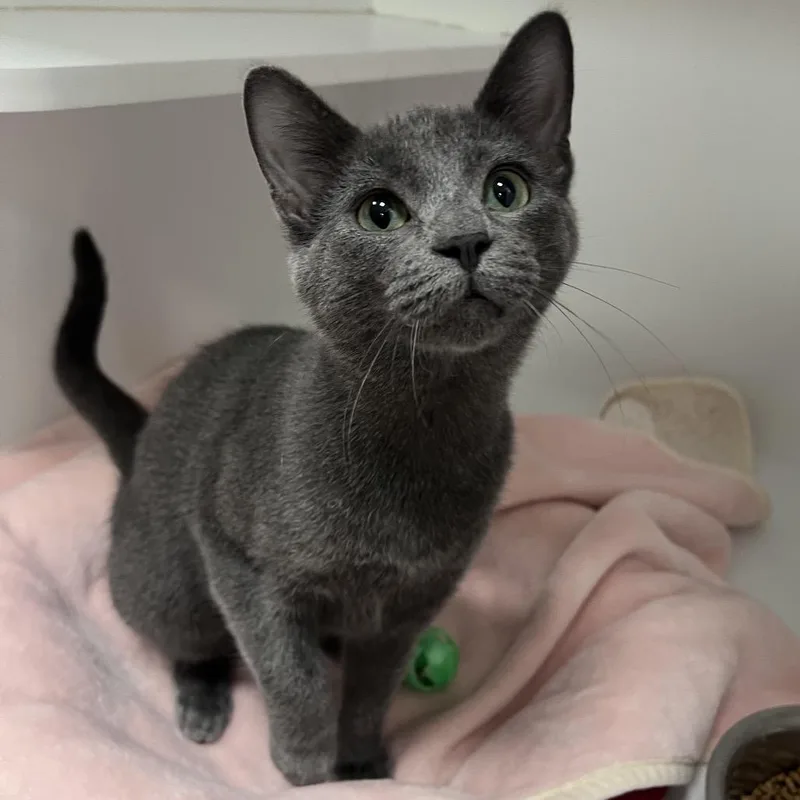 A young small-sized female Gray / Blue / Silver Domestic Short Hair cat named Celestia for adoption in Arlington Heights, IL