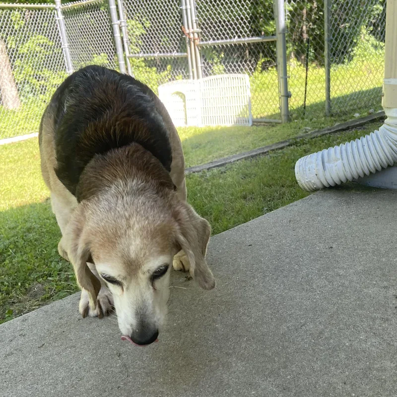 An adult medium-sized female Tricolor (Brown, Black, & White) Beagle dog named Cheese for adoption in Carneys Point, NJ