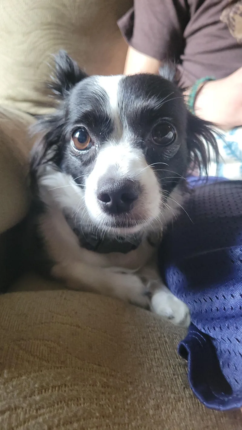A young small-sized female Black Chihuahua dog named Emmy for adoption in Tampa, FL