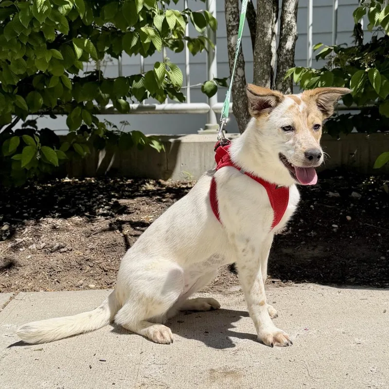 A young small-sized female White / Cream Cattle Dog dog named Libby for adoption in East Hampton, NY