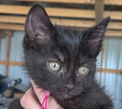 A young small-sized female Domestic Medium Hair cat named Minnie for adoption in Cecil, WI