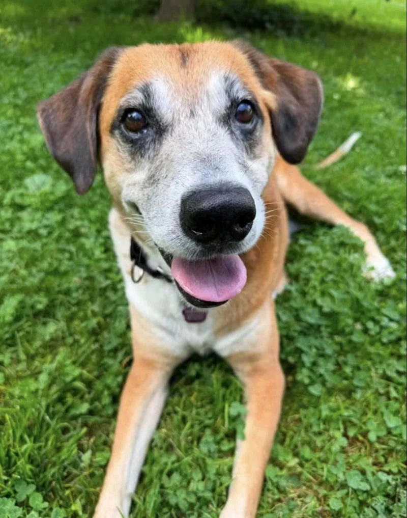 A senior medium-sized male Hound dog named Orville for adoption in Wadsworth, OH