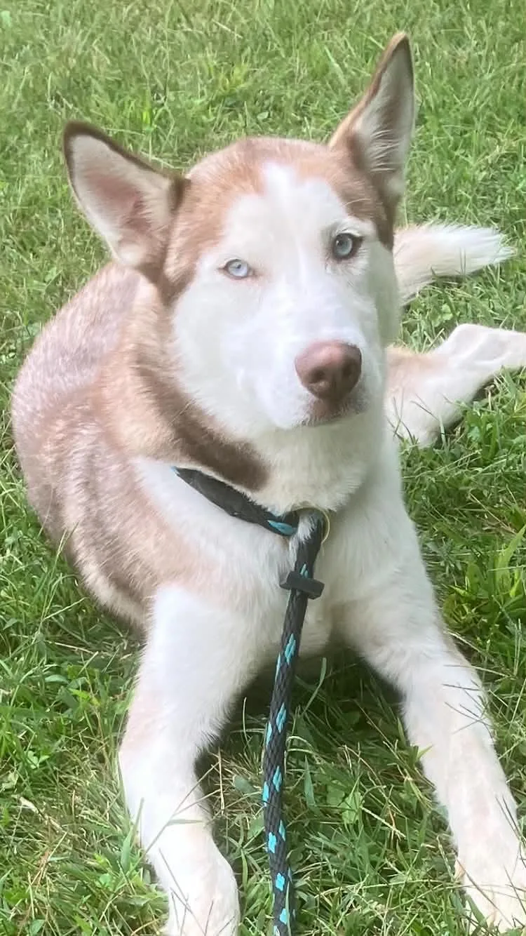 An adult large-sized male Husky dog named Blue for adoption in Springfield, IL