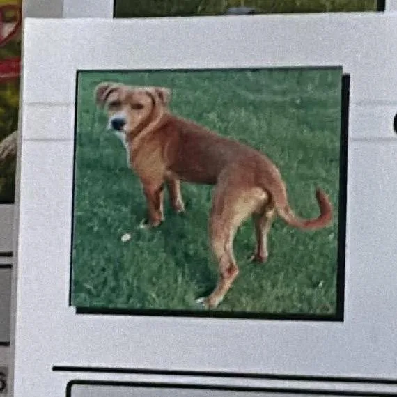 An adult medium-sized male Red / Chestnut / Orange American Foxhound dog named Buddy C for adoption in Anahuac, TX