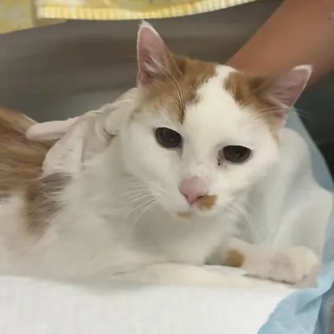 A senior medium-sized female Domestic Medium Hair cat named Ginger for adoption in Pensacola, FL