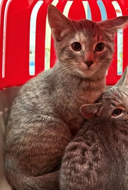 A baby small-sized female Domestic Short Hair cat named Blair for adoption in Baraboo, WI