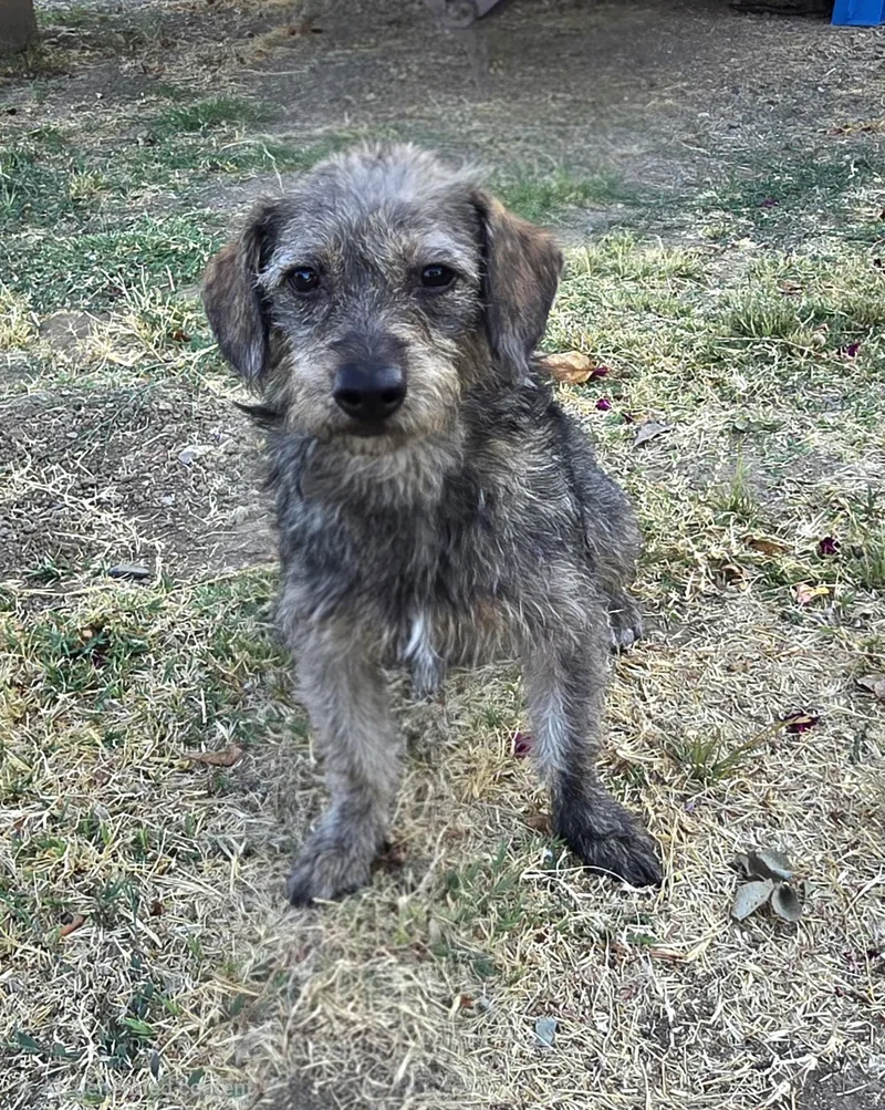 A baby small-sized female Gray / Blue / Silver Terrier dog named Poppy for adoption in Tracy, CA