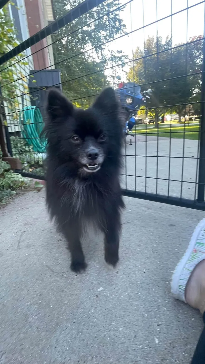 An adult small-sized male Black Pomeranian dog named Weston for adoption in Clinton, WI