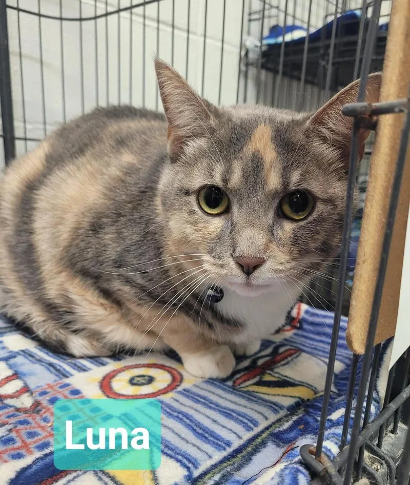 An adult medium-sized female Domestic Short Hair cat named Luna for adoption in Richmond, IN