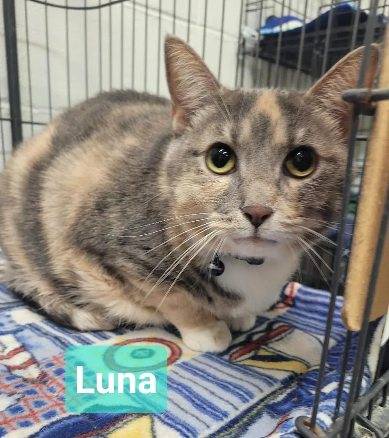 Luna thumbnail 2