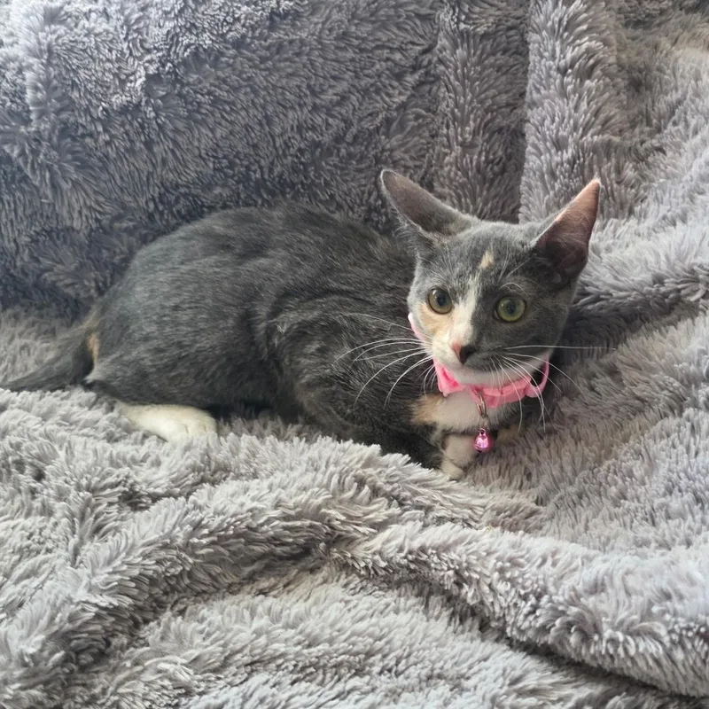 A young small-sized female Dilute Calico American Shorthair cat named Nala for adoption in Hayward, CA