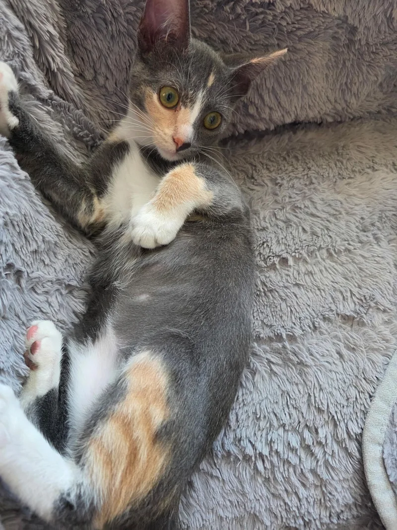 Nala thumbnail 2