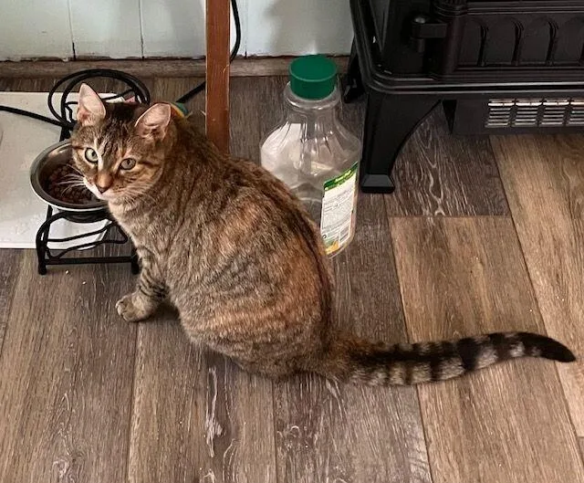 An adult medium-sized female Calico Domestic Short Hair cat named Amber for adoption in Colmar, PA