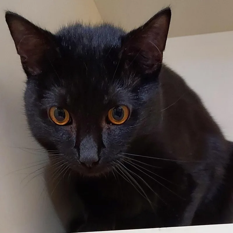 An adult medium-sized male Black Domestic Short Hair cat named Cicada for adoption in Dayton, OH