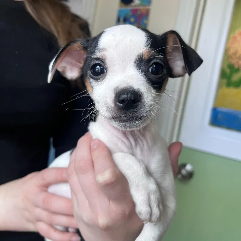 A baby small-sized male White / Cream Chihuahua dog named Rodeoa for adoption in San Pablo, CA