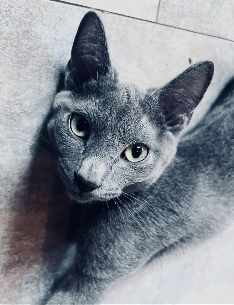 A baby medium-sized male Domestic Short Hair cat named Gravy for adoption in Rixeyville, VA