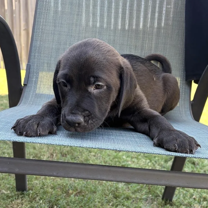 A baby medium-sized male Black Mouth Cur dog named Zircon for adoption in Krum, TX