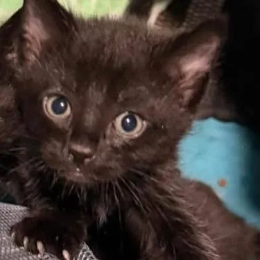 A baby small-sized male Black Domestic Short Hair cat named Odin for adoption in Gonzales, LA