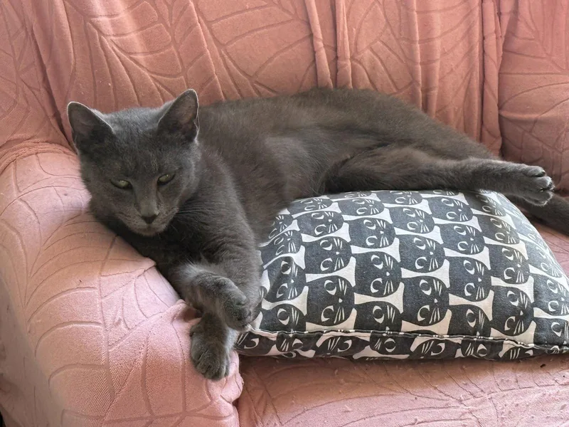 A young medium-sized male Russian Blue cat named Poseidon for adoption in Hockessin, DE