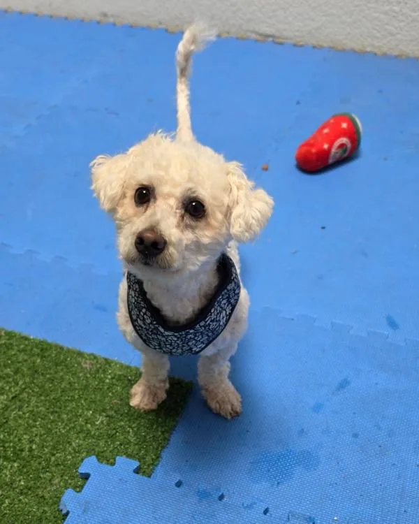 An adult small-sized male Poodle dog named Mr. Bean for adoption in Novato, CA
