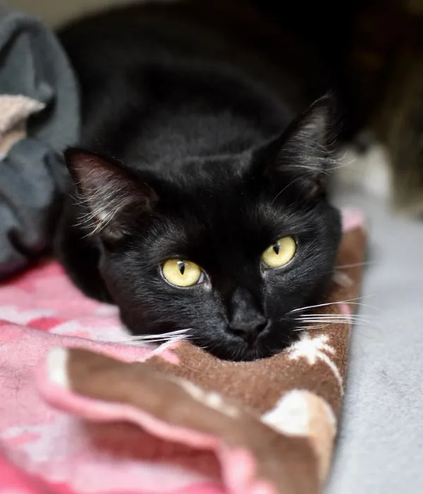 An adult medium-sized female Black & White / Tuxedo Domestic Long Hair cat named Phoebe for adoption in Marietta, GA
