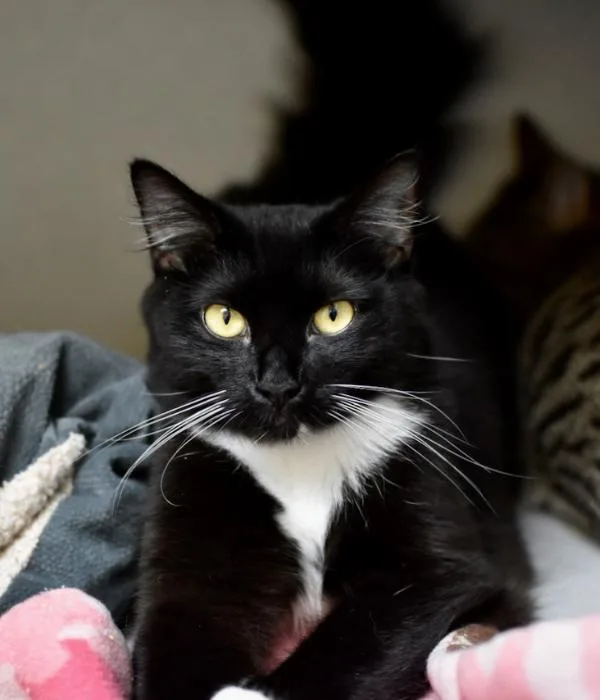 Phoebe thumbnail 2