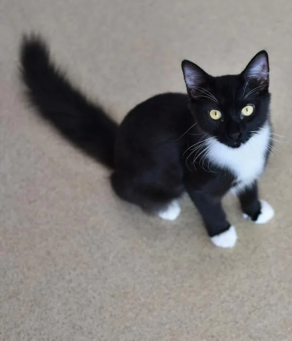 Phoebe thumbnail 3